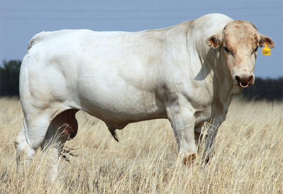 Наиболее популярные стейковые породы бычков