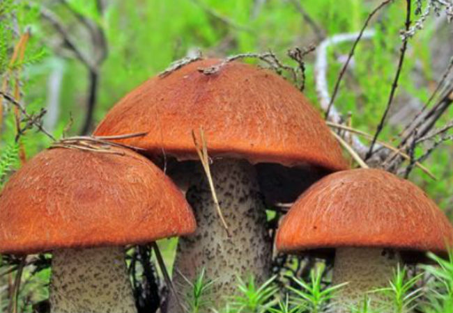 Осенние грибы: ищем в лесу без листьев
