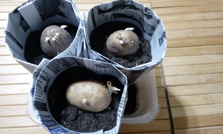 Сажаем картофель в газету: снимаем урожай через 2 месяца