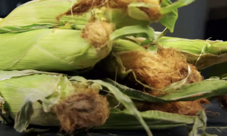 Закатываем кукурузу в банку: маринуем как огурцы