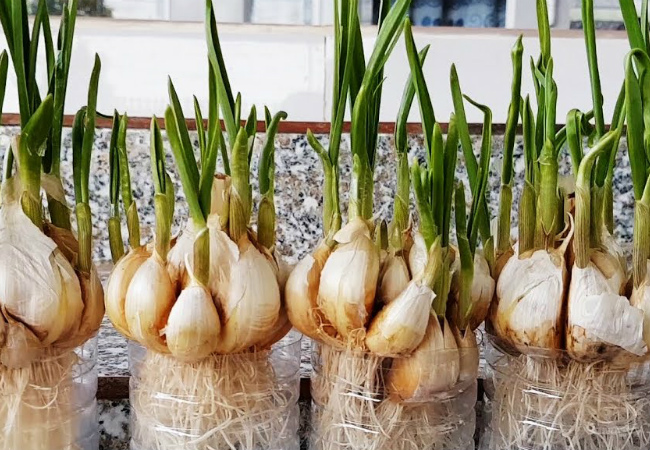 Fresh garlic can be grown year-round on the windowsill and, moreover, without any fuss with the ground and top dressing. We place the seedlings i