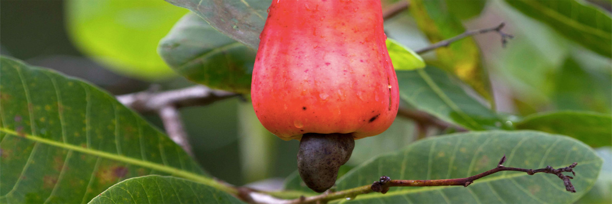 Как растут овощи и фрукты, которые мы видим только в магазине