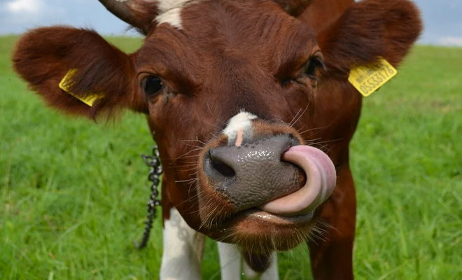 5 веских причин перестать пить молоко прямо сейчас