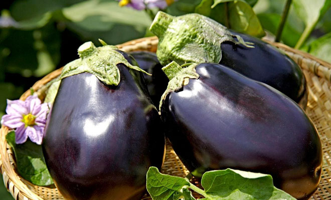 Выбираем самые вкусные баклажаны: разные сорта отличаются на вкус