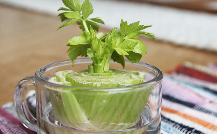 Растим зелень на подоконнике в банках с водой без земли