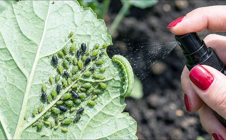 Натуральный спрей «Мечта огородника»: против тли и гусениц, без химикатов