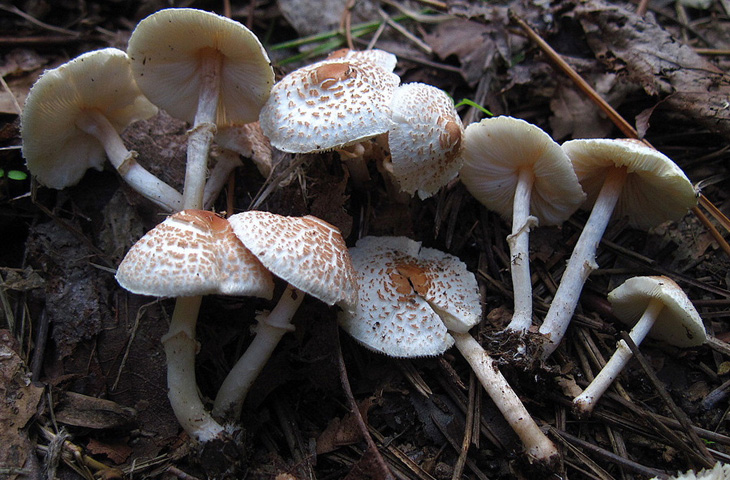 10 ядовитых грибов из черного списка грибников