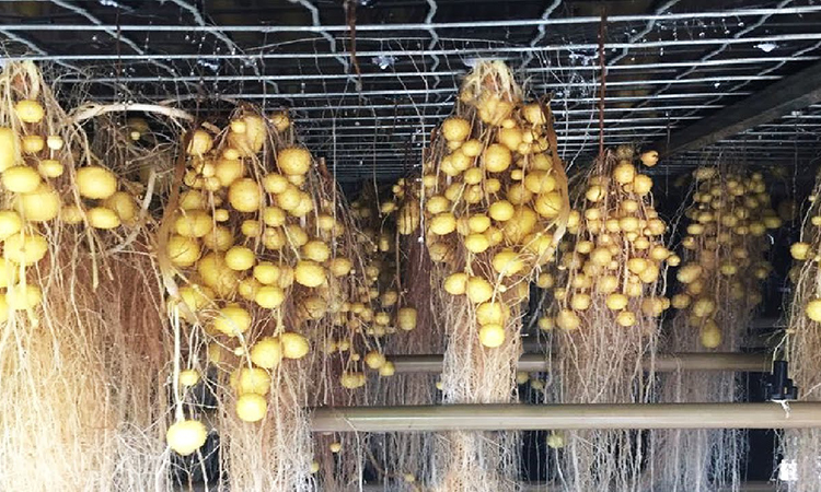 выращивание картофеля в воздухе