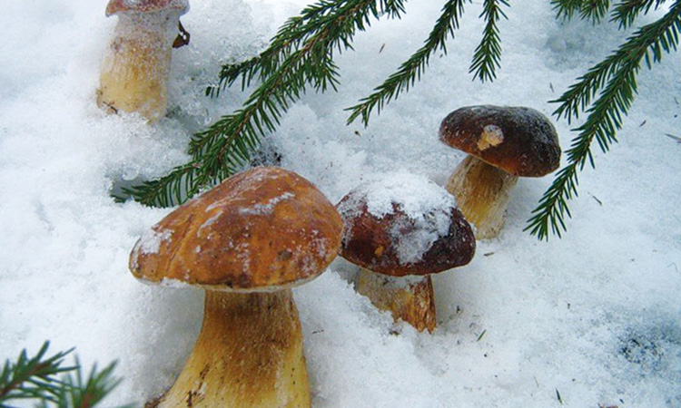 Поздней осенью также можно собирать грибы, которые еще лежат под снегом. Виды зимних грибов