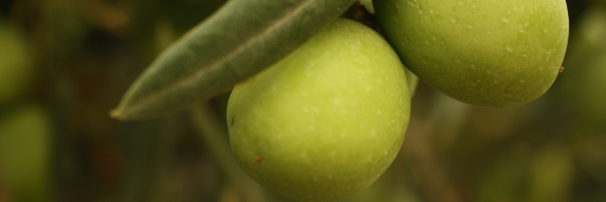 8 продуктов, которые нельзя есть сырыми