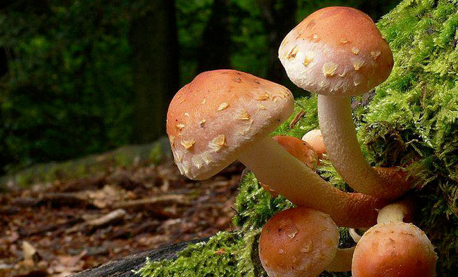 10 грибов из черного списка грибников: ложные опята обходим в лесу стороной